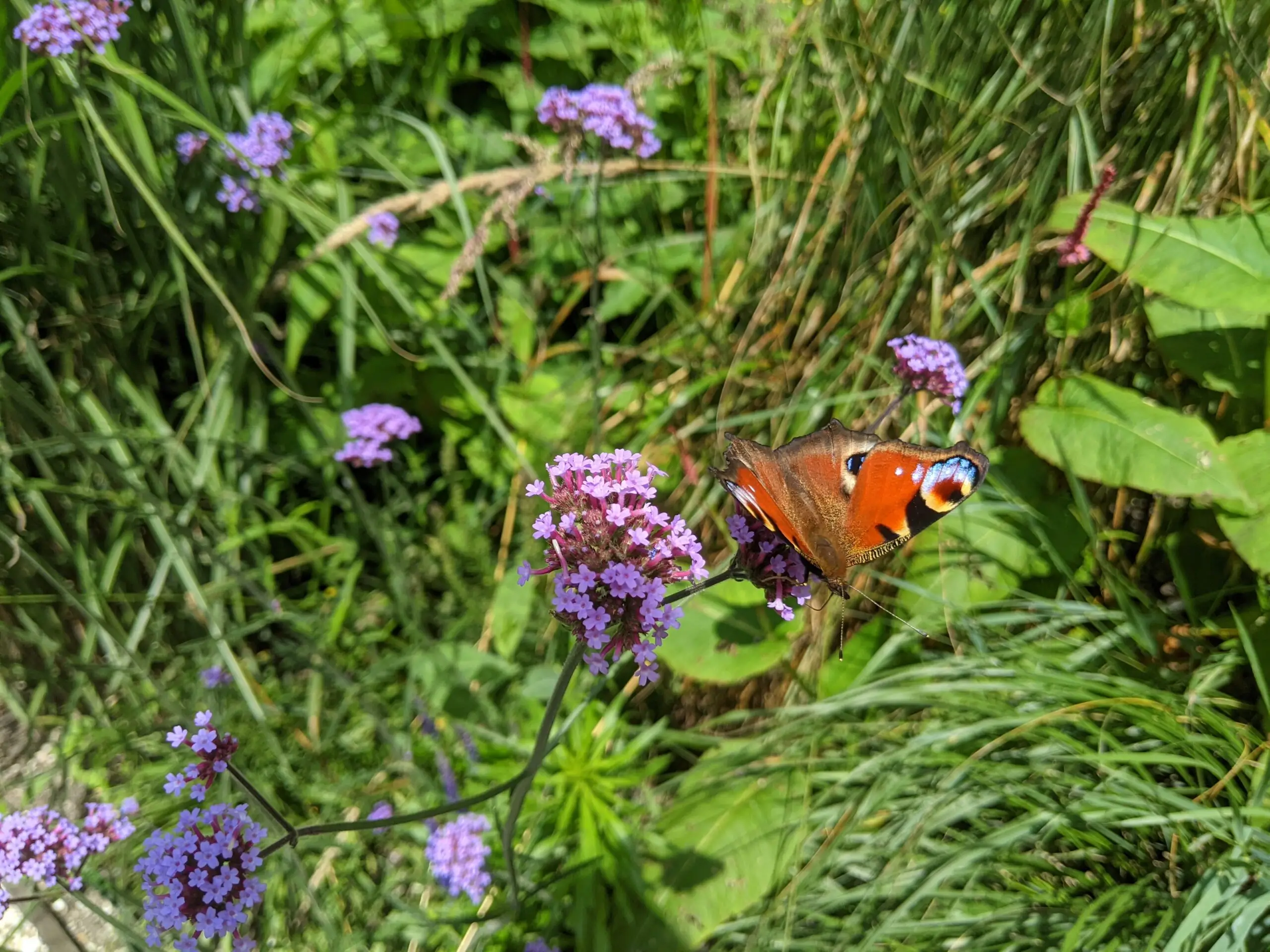 Vlinder op verbena