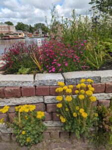Stapelmuur met sedum en anjers
