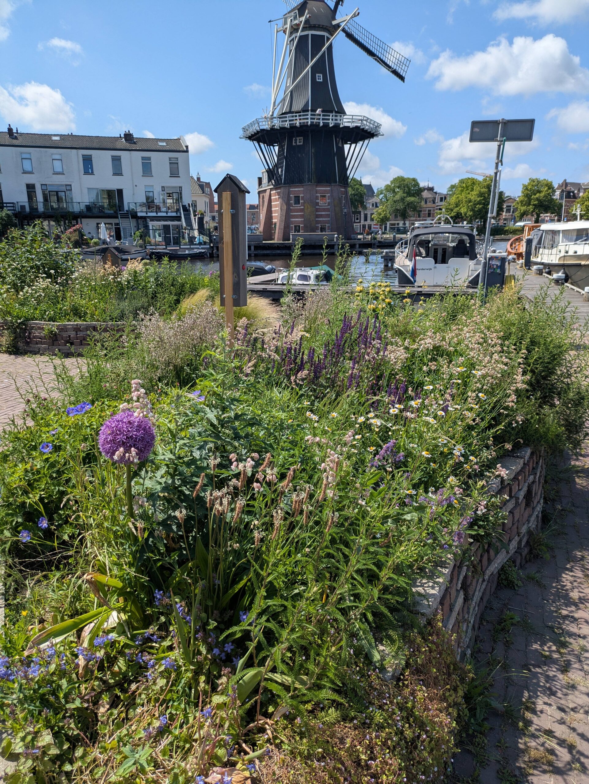 Alliums met uitzicht op Molen de Adriaan