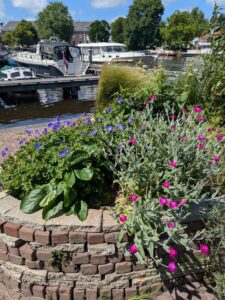 Prikneus en geraniums in verhoogde border