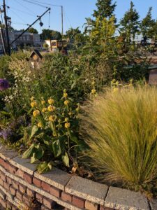 Stipa met margrieten en Phlomis in een verhoogde border